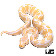 female 2022 albino ball python python