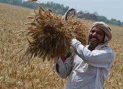 Lebanon Plans Tender For Indian Wheat, Economy Minister Says | Milling