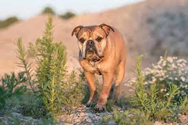 70 Poisonous Plants For Dogs With Tips