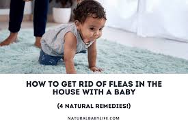 fleas in the house with a baby
