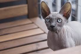 Check out this variety of hypoallergenic cat breeds including devon rex and siberian. 10 Hypoallergenic Cats For People With Allergies The Daily Tail