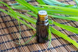 ceylon lemongr whole plant essential oil