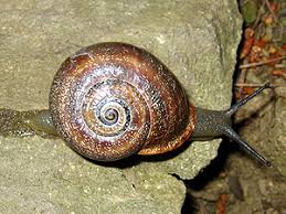 terrestrial snails and slugs