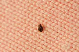 bedbugs while traveling