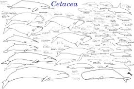 Evolution Of Cetaceans Wikipedia