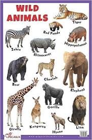 Buy Wild Animals Thick Laminated Primary Chart Book Online
