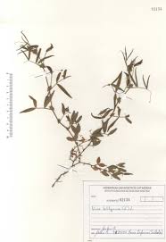 Vicia bithynica (L.) L. - Portale della Flora di Roma
