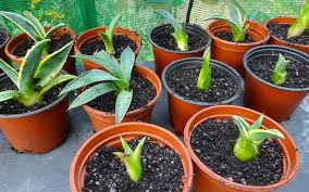 What's the best way to propagate plants for charity plant stalls? - Richard  Jackson Garden