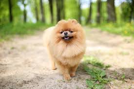 the pomeranian care guide personality