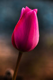 beautiful purple pink tulip flower