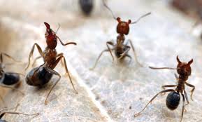 velvety tree ants pest control technology