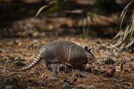armadillos are expanding further into