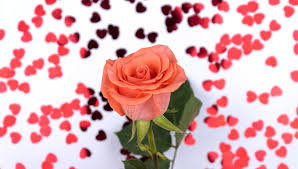 love rose flower images browse 514