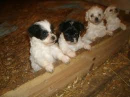Stay updated about teddy bear shih tzu bichon puppies for. Teddy Bear Puppies 8 Weeks Old For Sale In Beaver Dam Wisconsin Classified Americanlisted Com