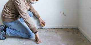how to remove mold from carpet safe