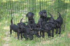 Welcome to seashore labradors llc. View Ad Labrador Retriever Litter Of Puppies For Sale Near New Jersey Beverly Usa Adn 13530