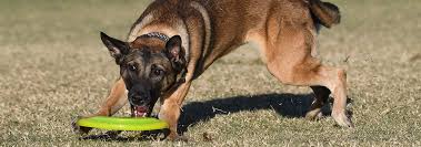 belgian malinois dog breed facts and