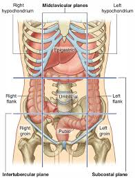 large intestine anatomy function