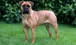 the most protective dog breeds