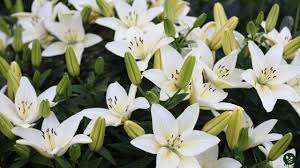 lilies by division and their meanings