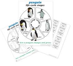 Life Cycle Of A Penguin Printed