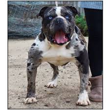 Show quality beautiful alapaha blue blood bulldogs. Alapaha Blue Blood Bulldog The Excellent Guard Dog Breed American Bully Daily