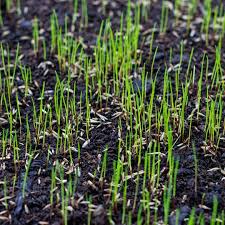 You need to water the seeds into your lawn immediately after spreading, and continue to water daily until the seeds germinate, which can take up to two weeks. About Overseeding Your Lawn Cardinal Lawns