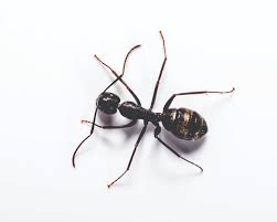 carpenter ant identification habits