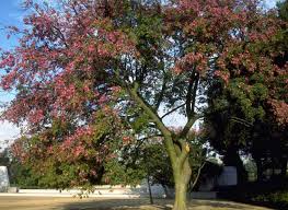 This tree has incredible wow factor for several reasons. Enh321 St162 Chorisia Speciosa Floss Silk Tree