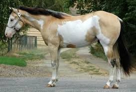 Grulla Horses American Paint Horse