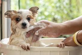 cách tắm cho chó