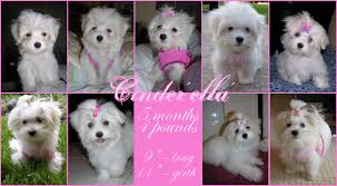 Just A Little Growth Chart I Made Maltese Dogs Forum