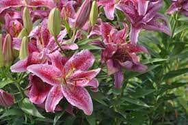 7 types of lilies for dramatic color