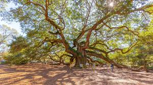 why the angel oak tree should be on