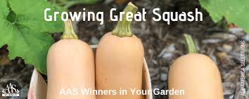secrets to growing great squash plant