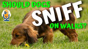 Yes, Susan Garrett's Dogs Sniff On Walks #74 - YouTube