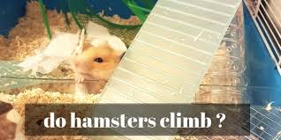 do hamsters climb the funny truth