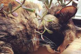 Are Jade Plants Toxic To Cats Signs Of