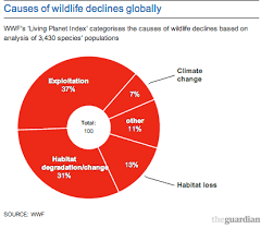 Earth Has Lost Half Of Its Wildlife In The Past 40 Years
