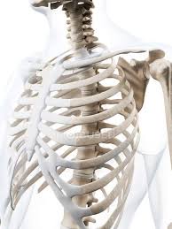 It is made up of 24 bones known as vertebrae, according to spine universe. Human Rib Cage Anatomy Human Anatomy 3d Stock Photo 160229666