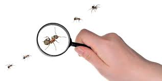 We're dothan's most experienced family owned pest control service. 3 Things To Know About Ant Control Services Pest Ex