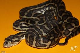 stimsons carpet woma pythons for