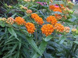 milkweed how to plant and grow types
