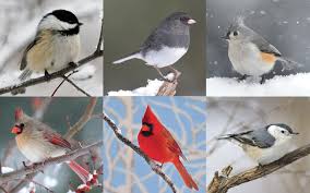 Tips For Identifying New Englands Winter Birds