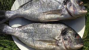Trials conducted with naturosetm on sea bream in several major geographic farming areas have demonstrated its efficacy and in some cases superiority to synthetic pigments. Sea Bream Fish Fry Easy And Healthy Recipe English Youtube
