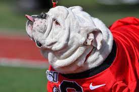 Georgia Bulldog mascot Uga