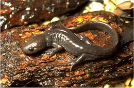 Jefferson Salamander Wikipedia