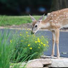 How To Make Your Own Deer Repellent For