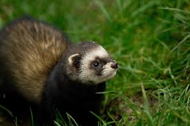 Ferrets are part of the mustelidae family and have been utilized for pest control and hunting for centuries. Polecat Or Polecat Ferret Hybrid