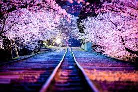 hd wallpaper cherry blossom night